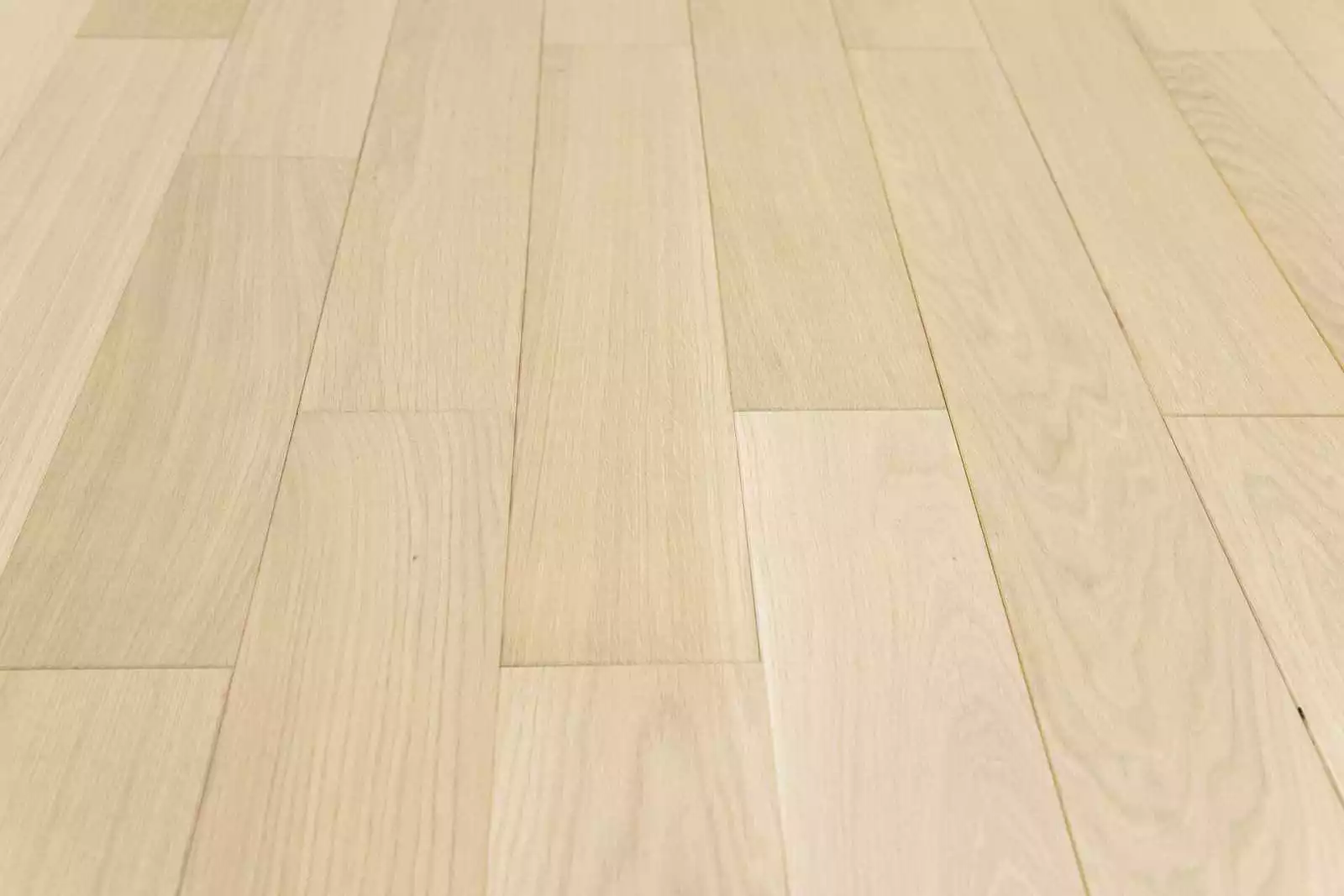 SAND OAK NOBLESS - Image 2