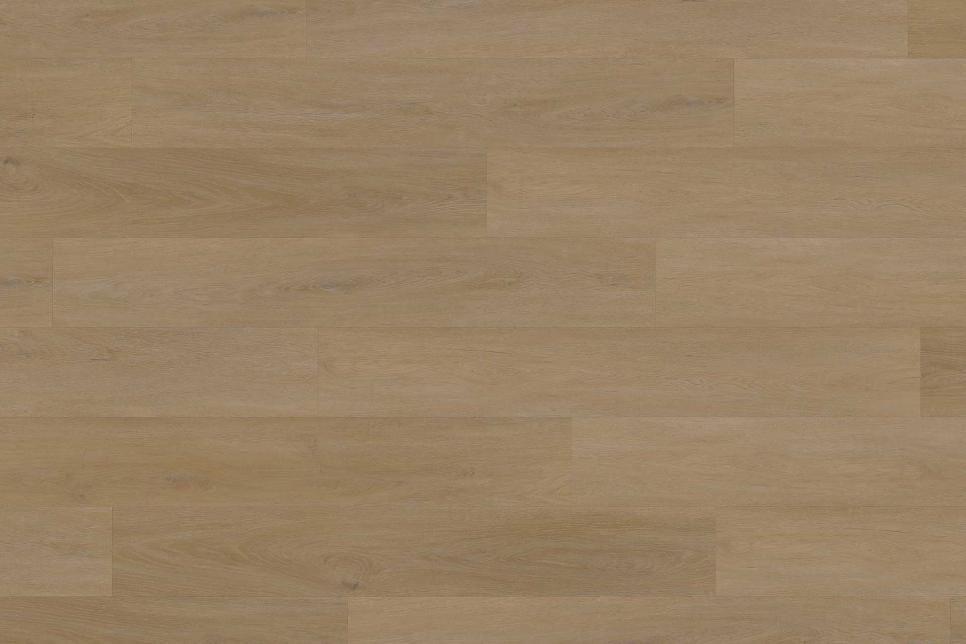 Solide English English Oak Honey XL - Image 2
