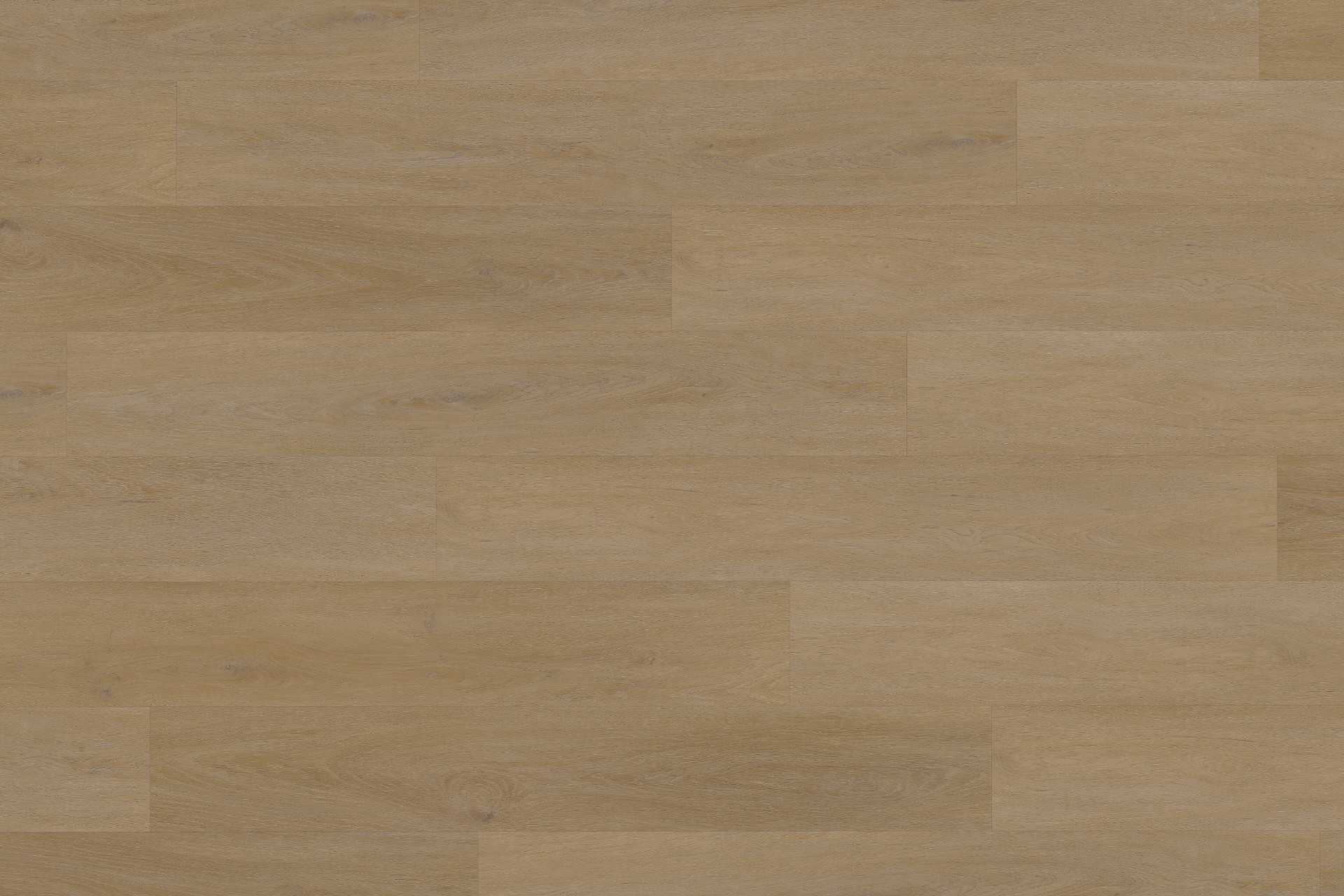 Rigid English Oak Honey XXL - Image 2
