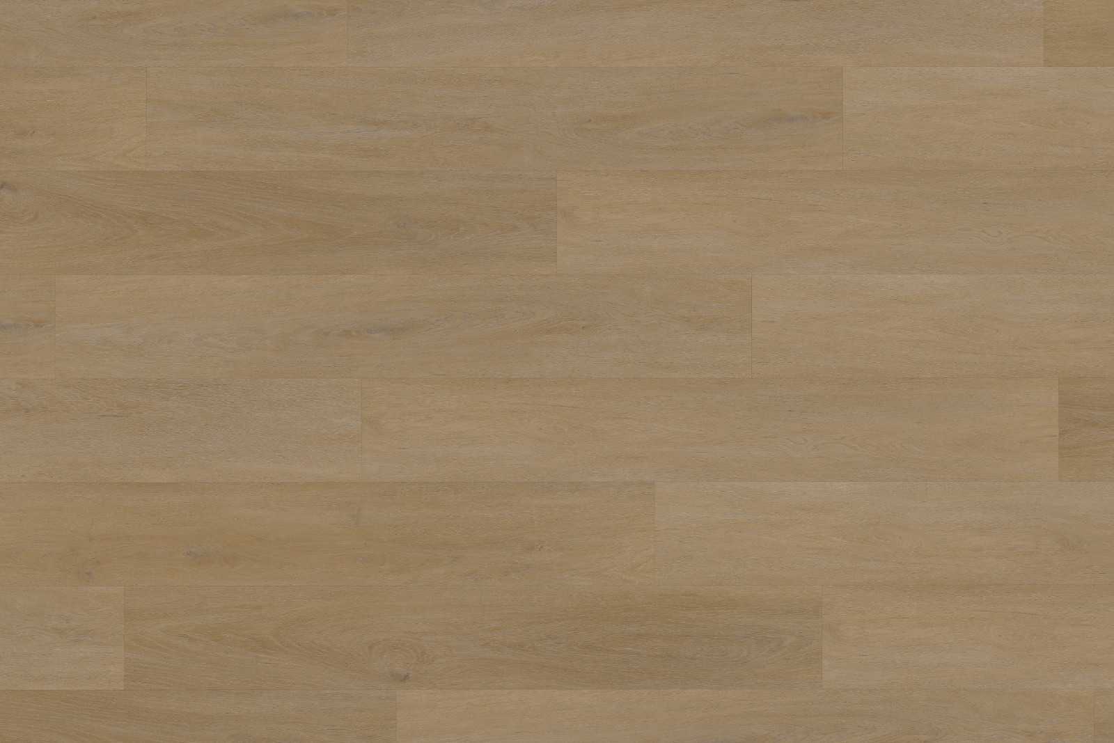 Rigid English Oak Honey XXL - Image 2